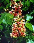 Bachblüten Original  Red Chestnut 20 ml Bachblüten Original  Red Chestnut 20 ml