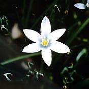 Bachblüten Original  Star of Bethlehem 20 ml Bachblüten Original  Star of Bethlehem 20 ml