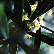 Bachblüten Original  Olive 20 ml Bachblüten Original  Olive 20 ml