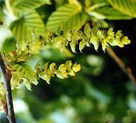 Bachblüten Original  Hornbeam 20 ml Bachblüten Original  Hornbeam 20 ml