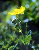 Bachblüten Original  Rock Rose 20 ml Bachblüten Original  Rock Rose 20 ml