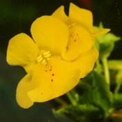 Bachblüten Original  Mimulus 20 ml Bachblüten Original  Mimulus 20 ml