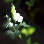 Bachblüten Original  Vervain 20 ml Bachblüten Original  Vervain 20 ml