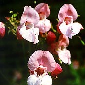 Bachblüten Original  Impatiens 20 ml Bachblüten Original  Impatiens 20 ml