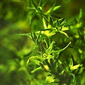 Bachblüten Original  Scleranthus 20 ml Bachblüten Original  Scleranthus 20 ml