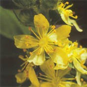 Bachblüten Original  Agrimony 20 ml