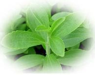 Stevia Steviosid Extrakt Pulver 50g