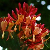 Bachblüten Original  Honeysuckle 20 ml Bachblüten Original  Honeysuckle 20 ml