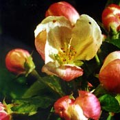 Bachblüten Original  Crab Apple 20 ml