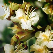 Bachblüten Original  White Chestnut 20 ml Bachblüten Original  White Chestnut 20 ml