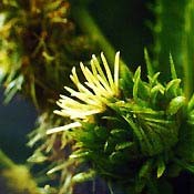 Bachblüten Original  Sweet Chestnut 20 ml Bachblüten Original  Sweet Chestnut 20 ml