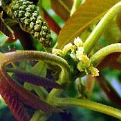 Bachblüten Original  Walnut 20 ml Bachblüten Original  Walnut 20 ml