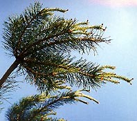 Bachblüten Original  Pine 20 ml Bachblüten Original  Pine 20 ml