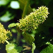 Bachblüten Original  Vine 20 ml Bachblüten Original  Vine 20 ml