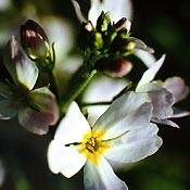 Bachblüten Original  Water Violet 20 ml Bachblüten Original  Water Violet 20 ml