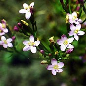 Bachblüten Original  Centaury 20 ml