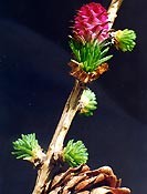 Bachblüten Original  Larch 20 ml Bachblüten Original  Larch 20 ml