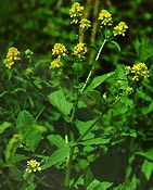 Bachblüten Original  Mustard 20 ml Bachblüten Original  Mustard 20 ml